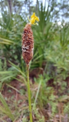 Xyris caroliniana