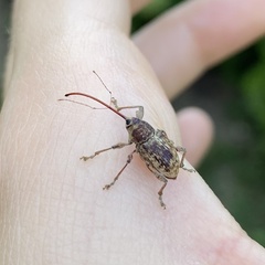 Curculio elephas