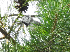 Lophophanes cristatus