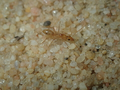 Camponotus scratius