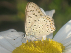 Lycaena tityrus