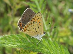 Lycaena tityrus