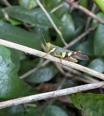 Apalacris varicornis