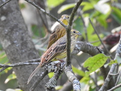 Emberiza citrinella