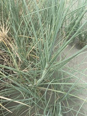 Spinifex littoreus