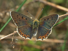Lycaena tityrus