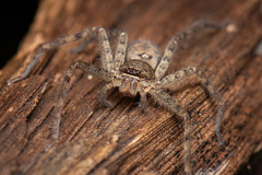 Heteropoda