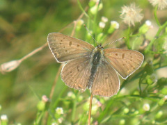 Lycaena tityrus