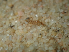 Camponotus scratius