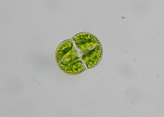 Cosmarium