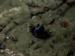 Afrolittorina acutispira