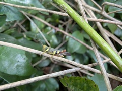 Apalacris varicornis