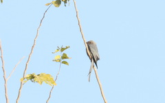 Dicrurus leucophaeus bondi