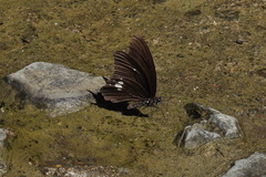 Papilio castor