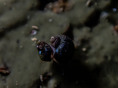 Afrolittorina acutispira