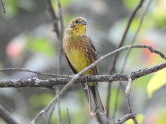 Emberiza citrinella