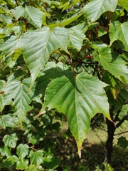 Acer morrisonense
