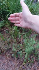 Xyris caroliniana