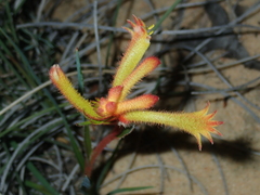 Anigozanthos humilis
