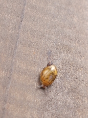 Oxyloma elegans