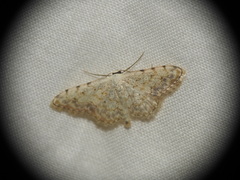 Scopula submutata