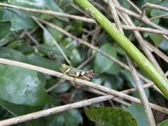 Apalacris varicornis