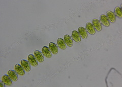 Desmidiaceae