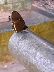 Euploea core