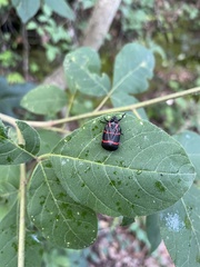 Huaina inca