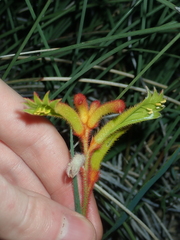 Anigozanthos humilis