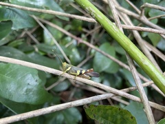 Apalacris varicornis