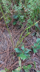 Xyris caroliniana