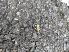 Dermatoxenus caesicollis