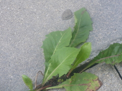 Crepis capillaris