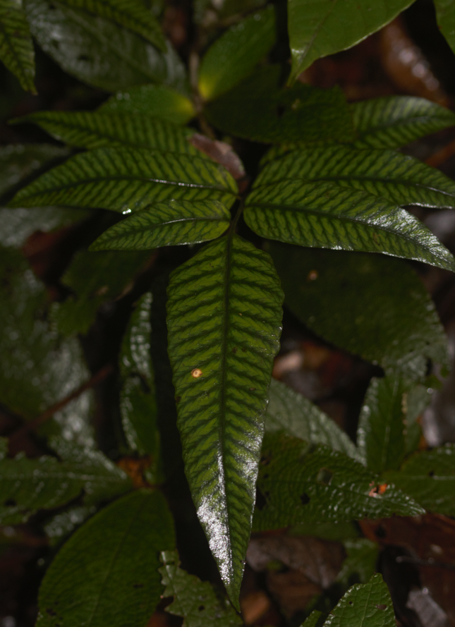Cyclodium meniscioides