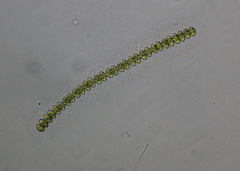 Desmidiaceae