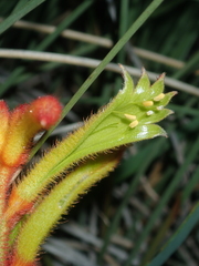 Anigozanthos humilis