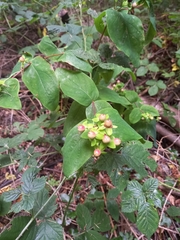 Hypericum androsaemum