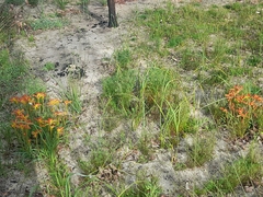 Anigozanthos humilis