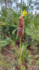 Xyris caroliniana