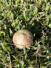 Psilocybe cubensis