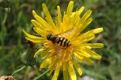 Syrphus ribesii