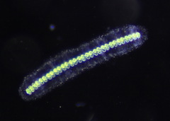 Desmidiaceae