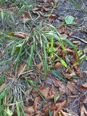 Brachypodium sylvaticum