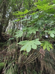 Fatsia polycarpa