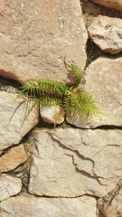 Pteris vittata