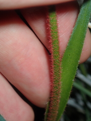 Anigozanthos humilis