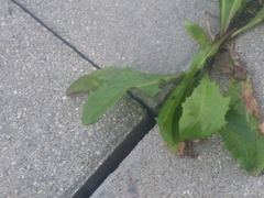 Crepis capillaris