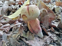 Suillellus queletii