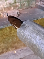 Euploea core